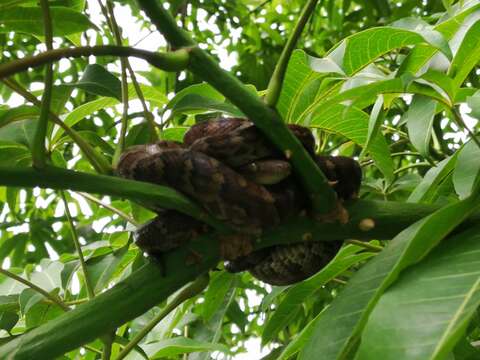 Image of Haitian Boa