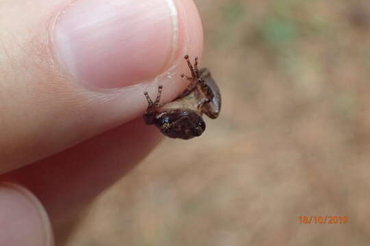 Image of Black-spotted Tree Frog