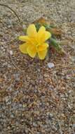 Image of Argentine evening primrose