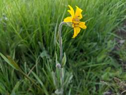 Слика од Arnica parryi A. Gray