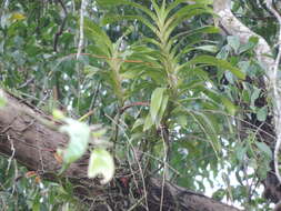 Image of Arachnis labrosa (Lindl. & Paxton) Rchb. fil.