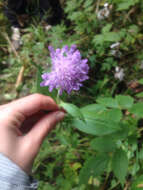 صورة Knautia dipsacifolia Kreutzer