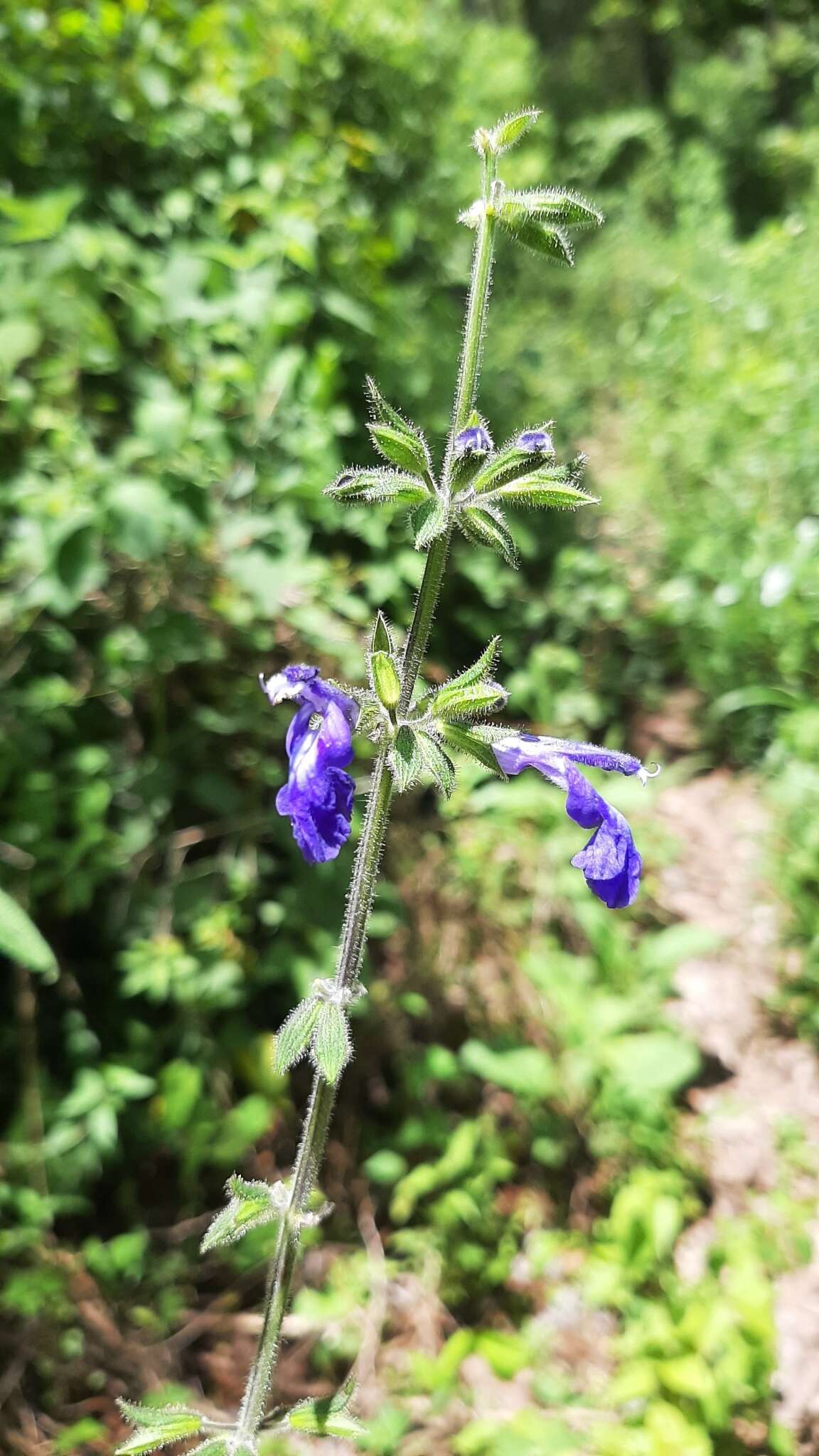 Image of Salvia urica Epling