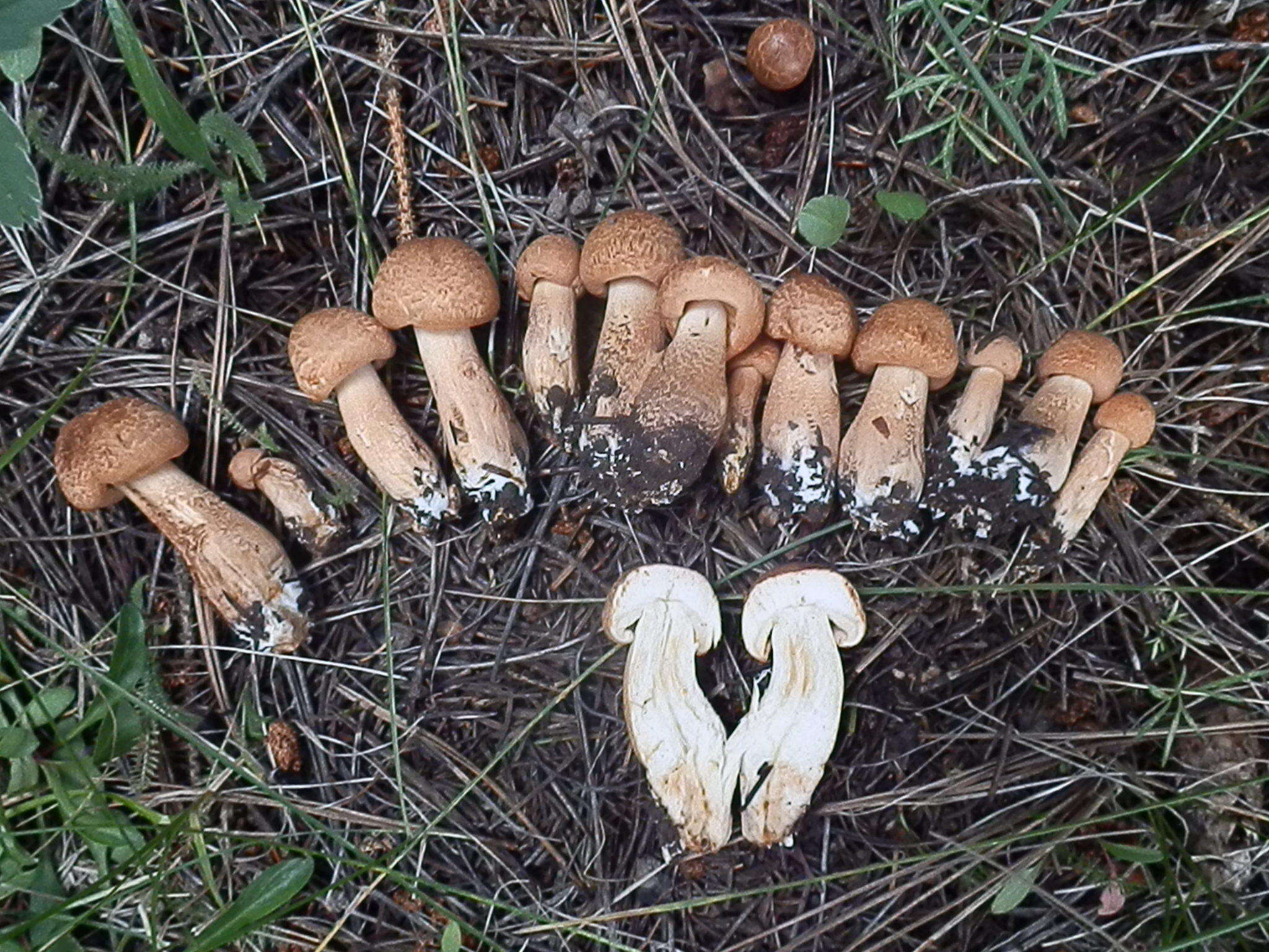 Слика од Tricholoma vaccinum (Schaeff.) P. Kumm. 1871