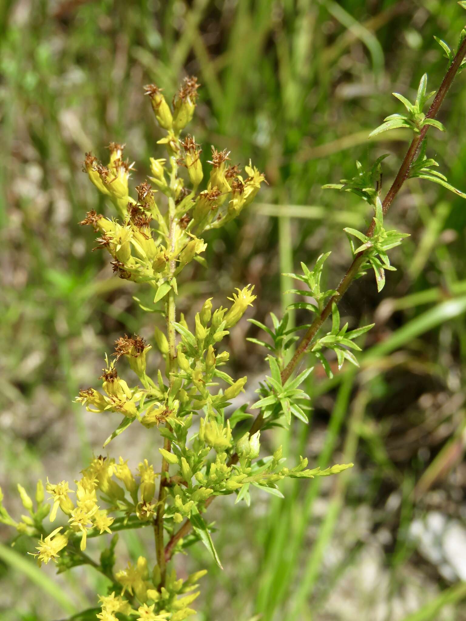 Image of anisescented goldenrod