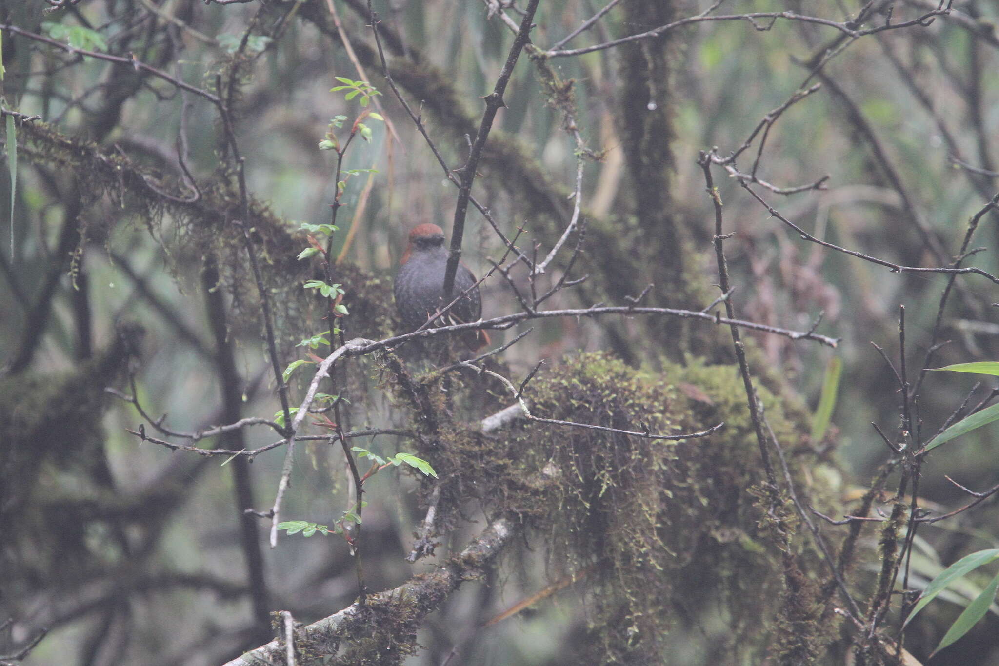 Image of Gould's Shortwing