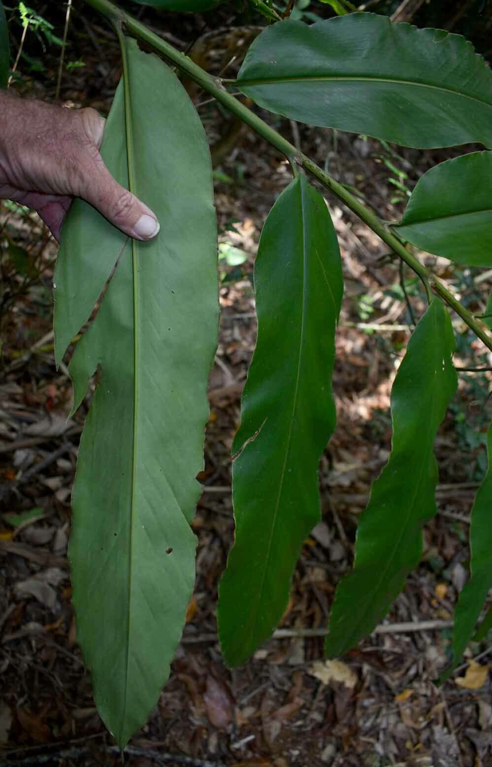 Слика од Hornstedtia scottiana (F. Muell.) K. Schum.