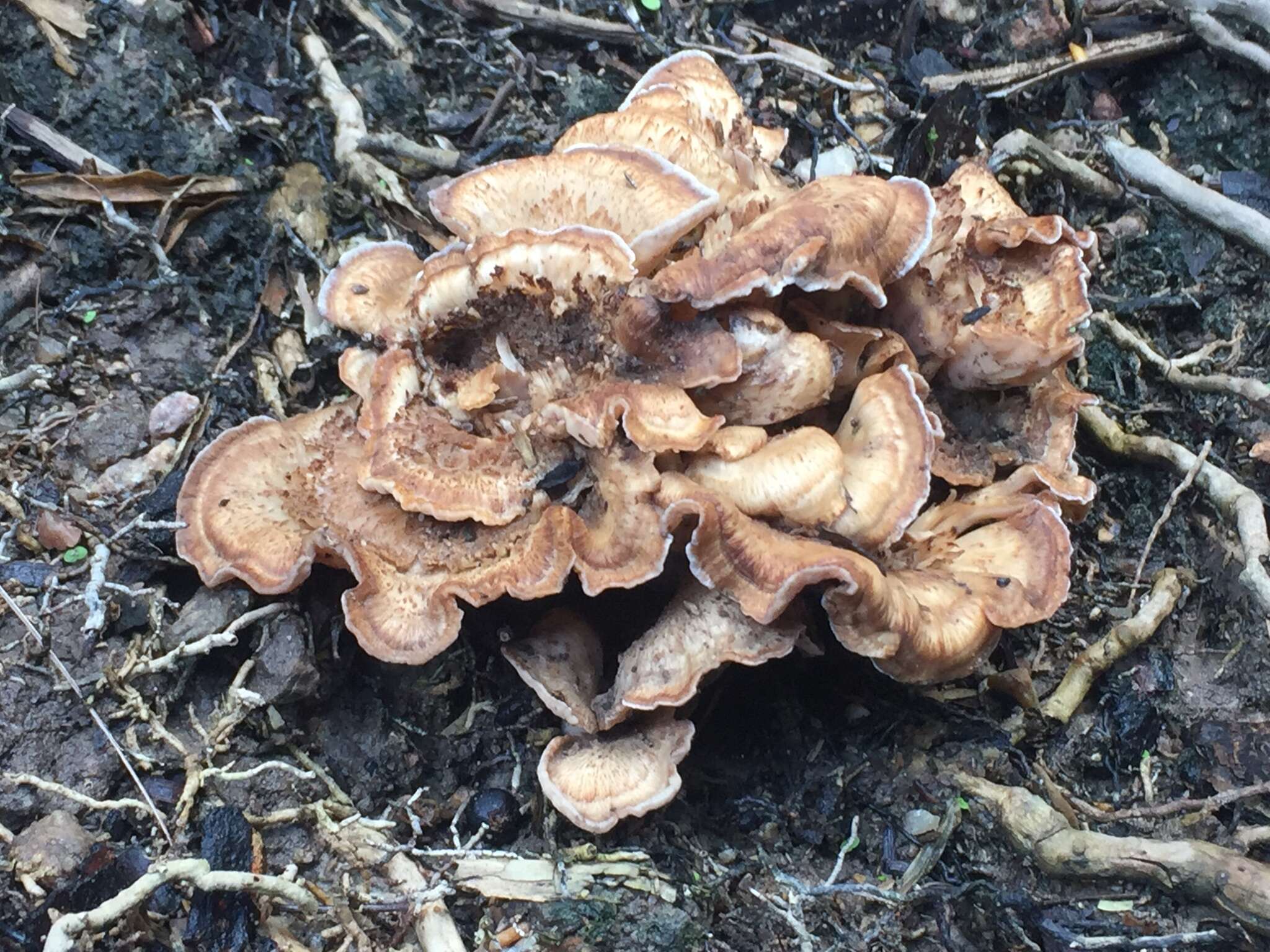 Image de Dichantharellus