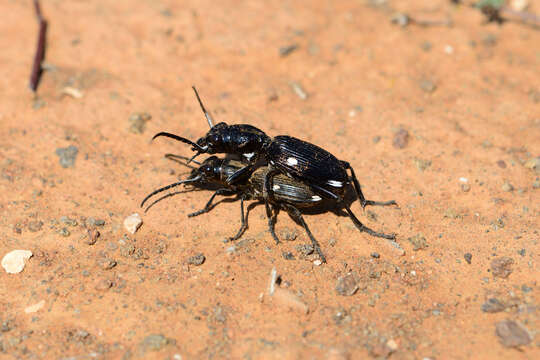 Plancia ëd Anthia (Termophilum) namaqua Péringuey 1896