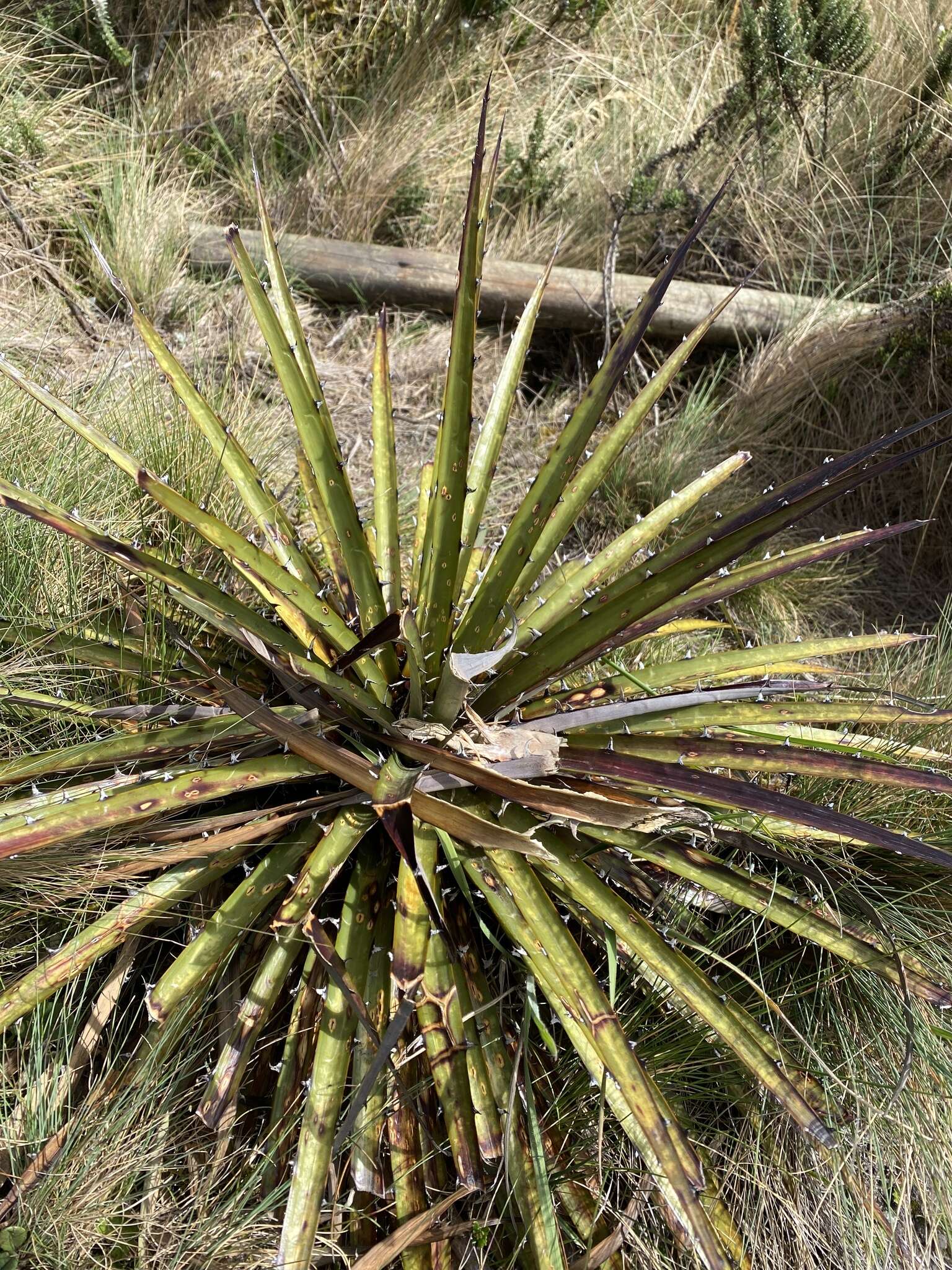 Image of Puya clava-herculis Mez & Sodiro