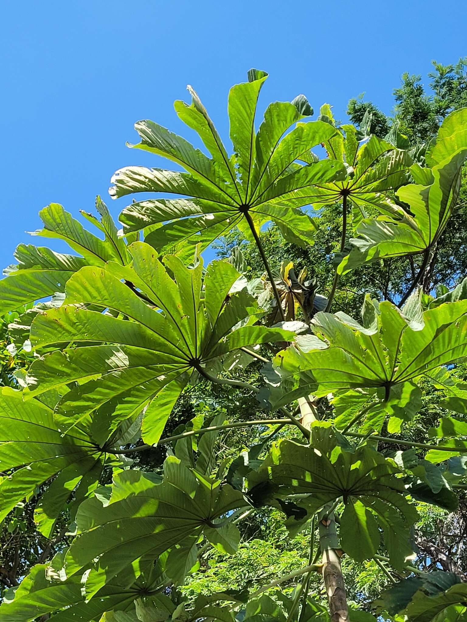 Image of Cecropia glaziovii Snethlage