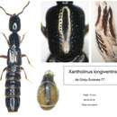 Imagem de Xantholinus (Xantholinus) longiventris Heer 1839