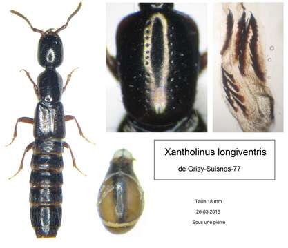 Image of Xantholinus (Xantholinus) longiventris Heer 1839