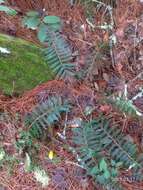 Image de Polystichum parvipinnulum Tag.