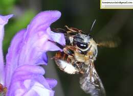 Image of Eucera pekingensis Yasumatsu 1946