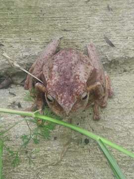 Image de Gastrotheca nicefori Gaige 1933