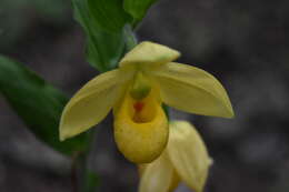 Imagem de Cypripedium molle Lindl.