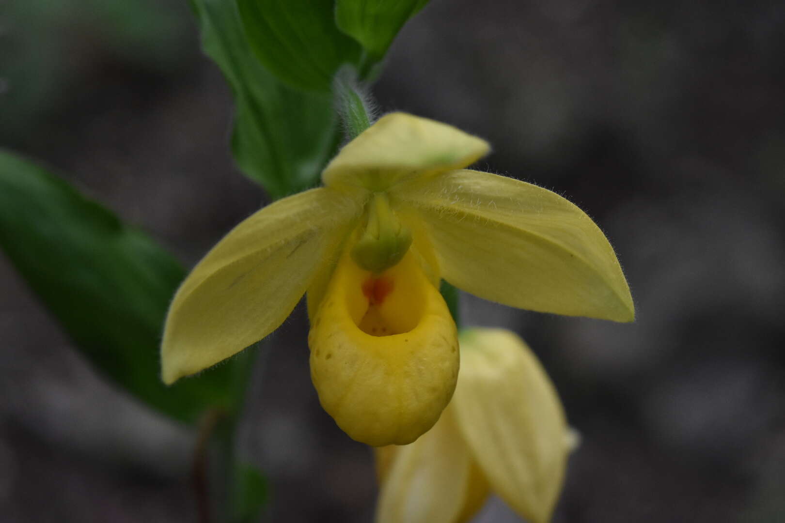 Sivun Cypripedium molle Lindl. kuva