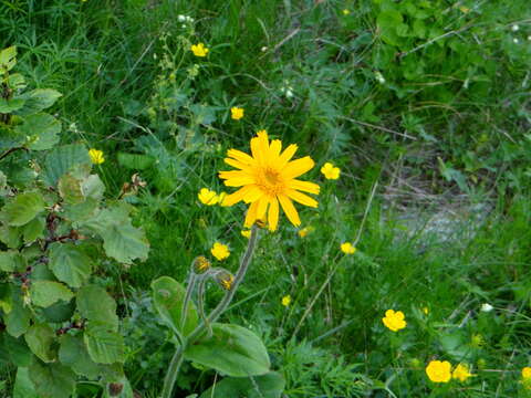 Image of mountain arnica