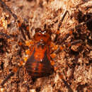 Image of Lomanella atrolutea Roewer 1915