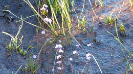 Image de Utricularia barkeri R. W. Jobson