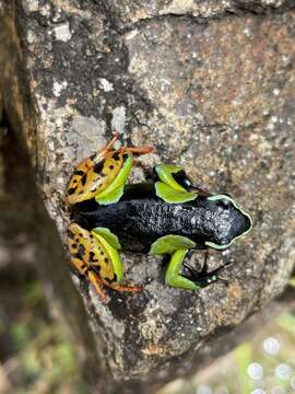 Image of Baron's Mantella