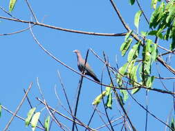 Image de Pigeon à bec rouge