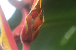 Image of Heliconia marginata (Griggs) Pittier