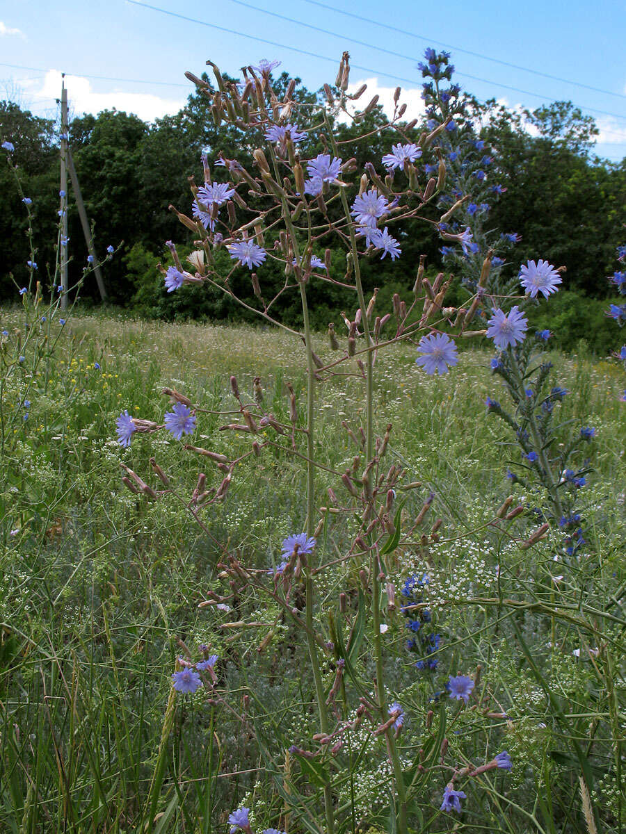 Image of blue lettuce