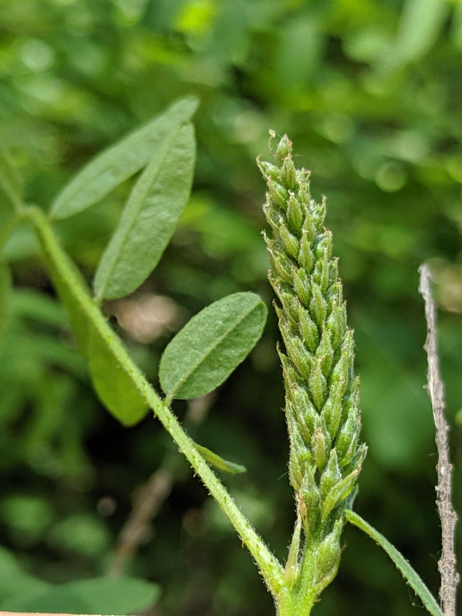 Image of California Indigobush