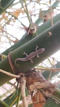 Image of Lygodactylus klugei (Smith, Martin & Swain 1977)