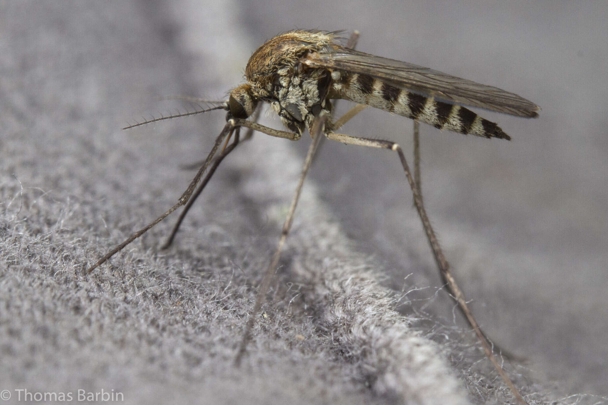 Imagem de Aedes hexodontus Dyar 1916