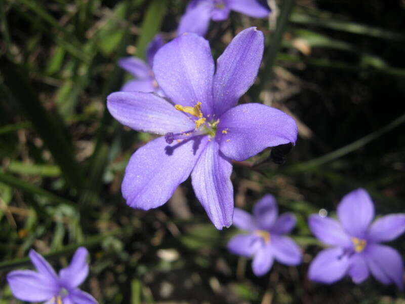 Imagem de Aristea ensifolia J. Muir