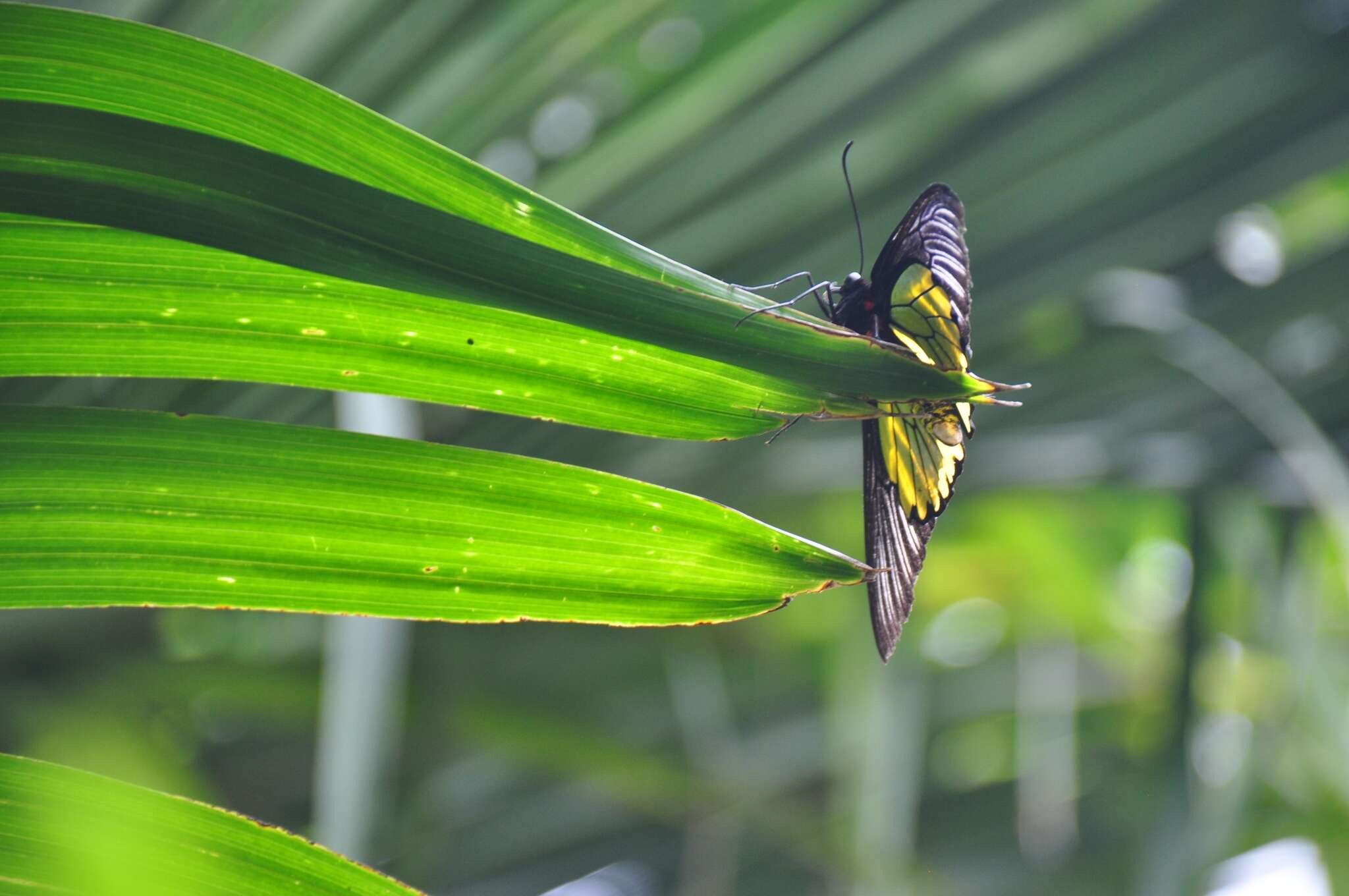 Plancia ëd <i>Troides magellanus sonani</i> Matsumura 1932