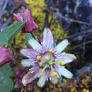 Passiflora sagasteguii Skrabal & Weigend的圖片