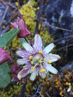 Passiflora sagasteguii Skrabal & Weigend的圖片