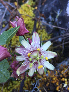 Image of Passiflora sagasteguii Skrabal & Weigend