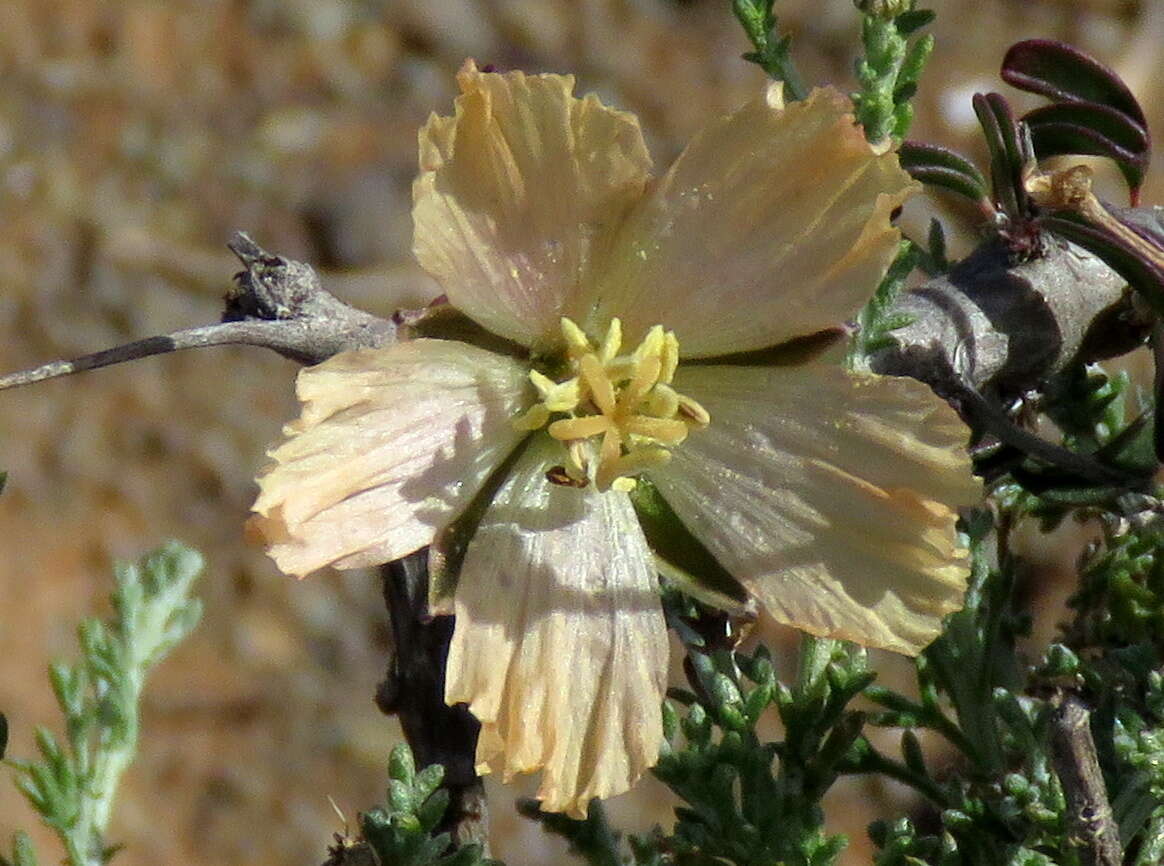 Image of Monsonia salmoniflora (Moffett) F. Albers