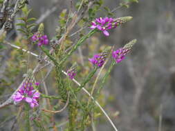 Image of Liniment Plant