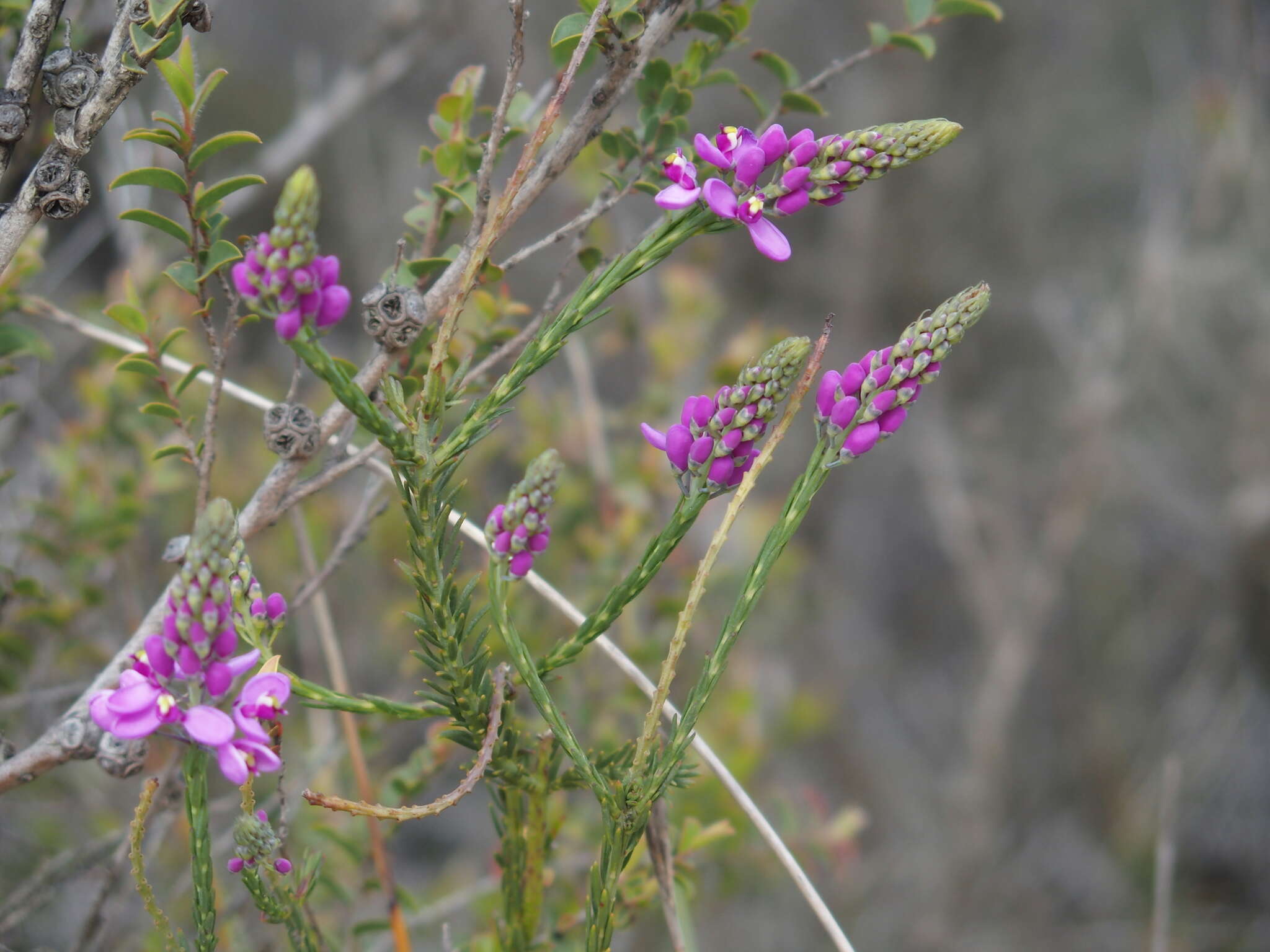 Image of Liniment Plant