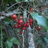 Image of Ripogonum scandens J. R. Forst. & G. Forst.