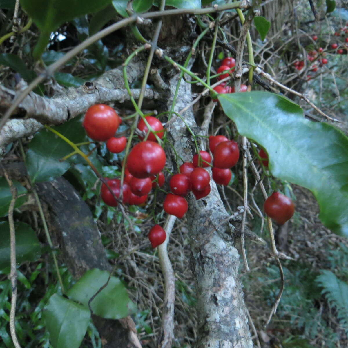 Image of Ripogonum scandens J. R. Forst. & G. Forst.