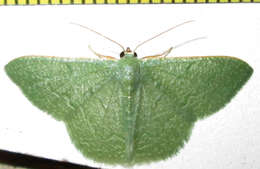 Image of Chlorissa albistrigulata Warren 1897