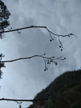 Image of Euphorbia guatemalensis Standl. & Steyerm.