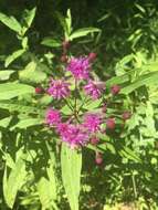 Image of New York ironweed