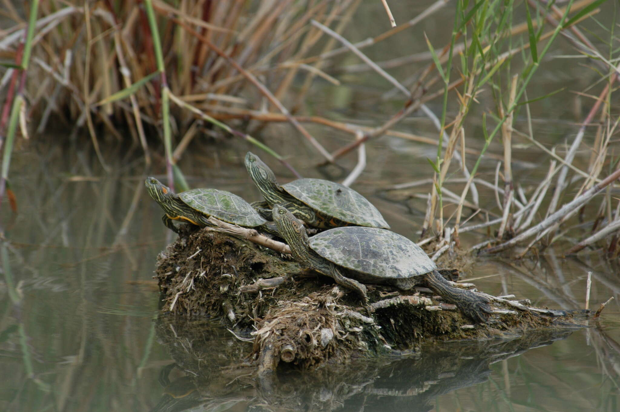 Image of Big Bend Slider