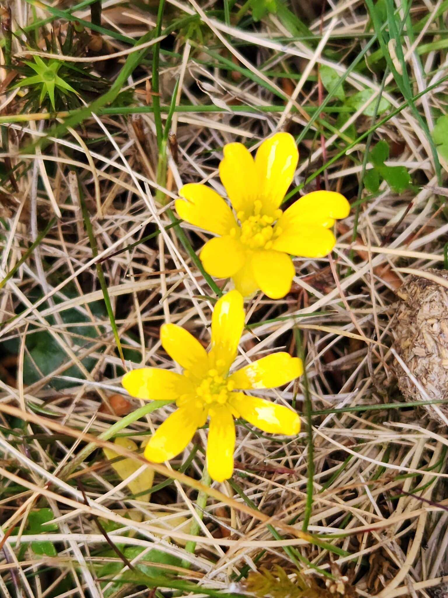 Image of Ranunculus collinus R. Br. ex DC.