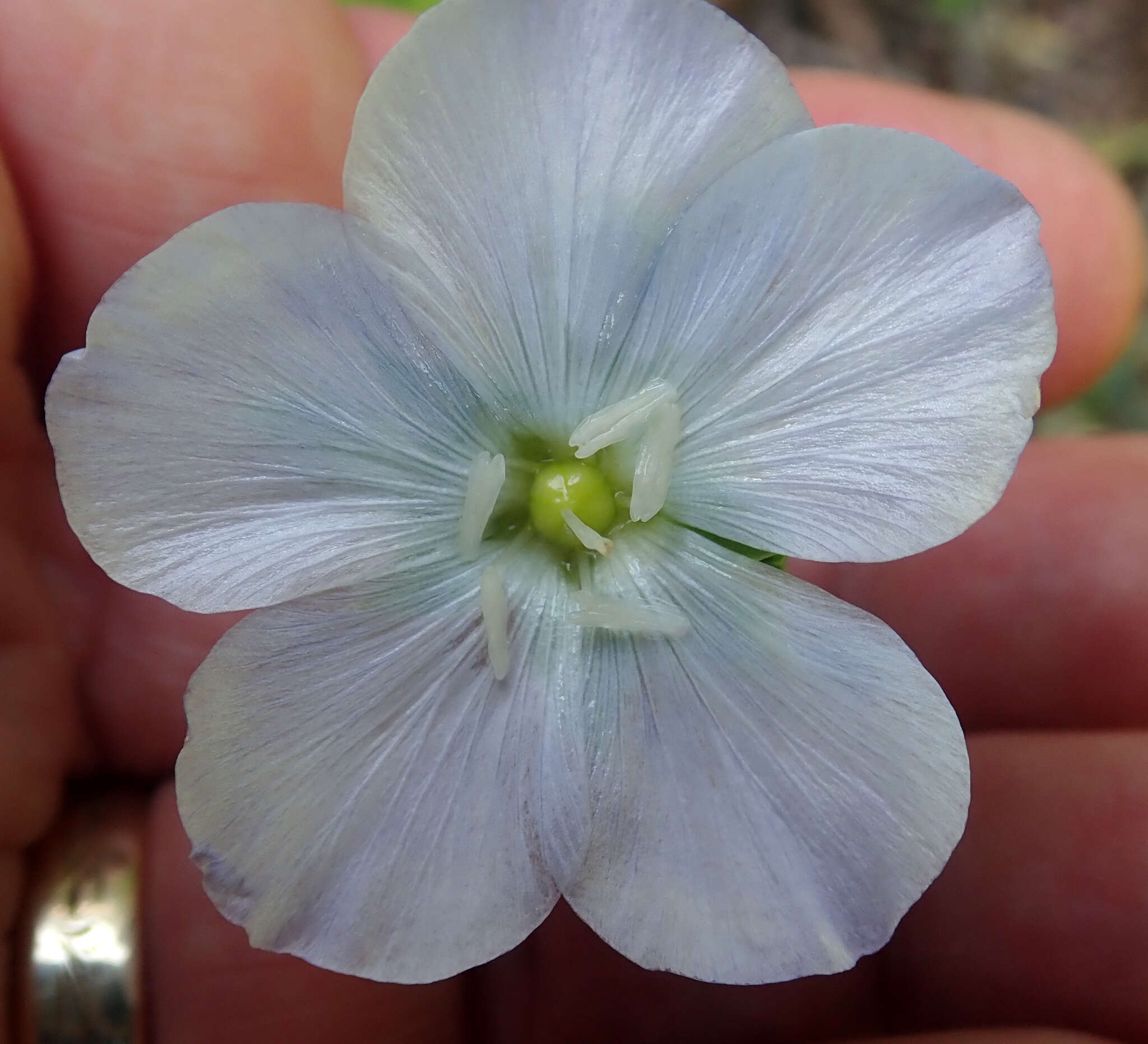 Image of Linum monogynum var. chathamicum Cockayne