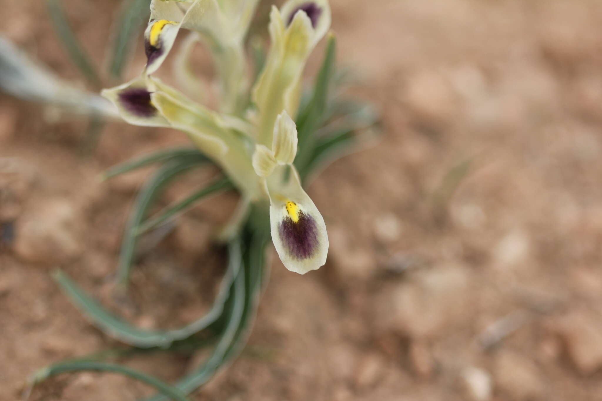 Image of Persian Iris