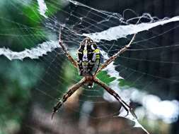 Image of Argiope dang Jäger & Praxaysombath 2009